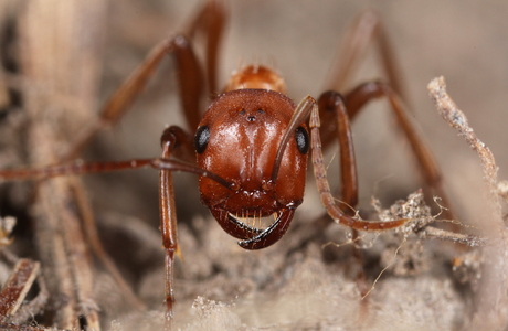 Amazonenameise  (Polyergus rufescens) - © Gernot Kunz